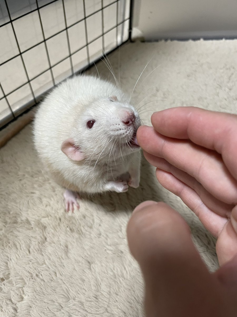 a412122's tweet photo. ふんふん
ペロン
ふんふんふんふん
ペロロン

ジャちゃんかわいいねぇぇぇ❤️ https://t.co/1XWzQFzvo9