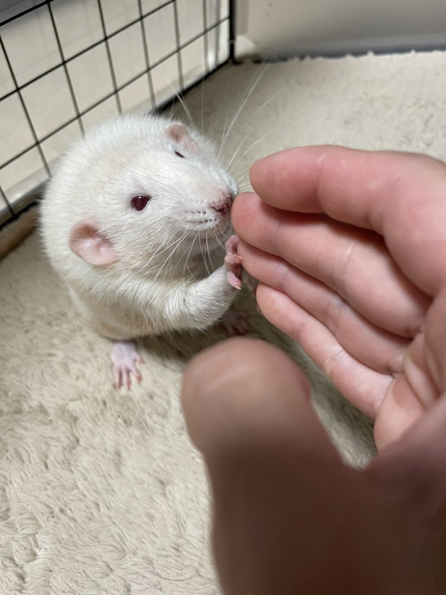 a412122's tweet photo. ふんふん
ペロン
ふんふんふんふん
ペロロン

ジャちゃんかわいいねぇぇぇ❤️ https://t.co/1XWzQFzvo9