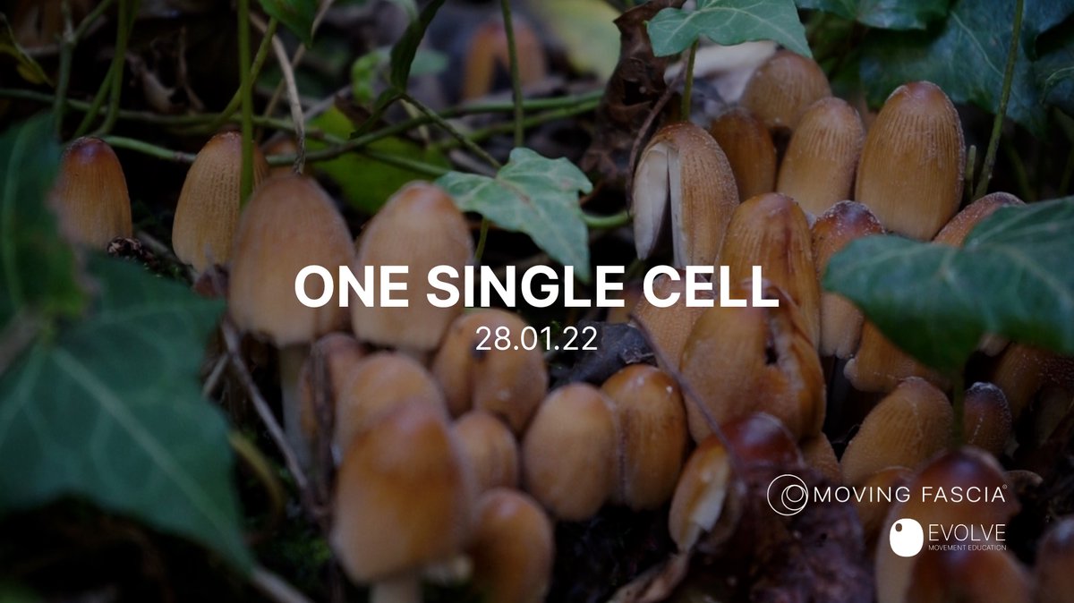 EvolveMoveEdu's tweet photo. ‘One Single Cell’, the next film in our trilogy will be available to watch online this Friday 28.01.22 🌱 ✨
#onesinglecell #theuniverseinside

Find out more: https://t.co/rMvUuUDK1Z https://t.co/nQZGtOyS3F