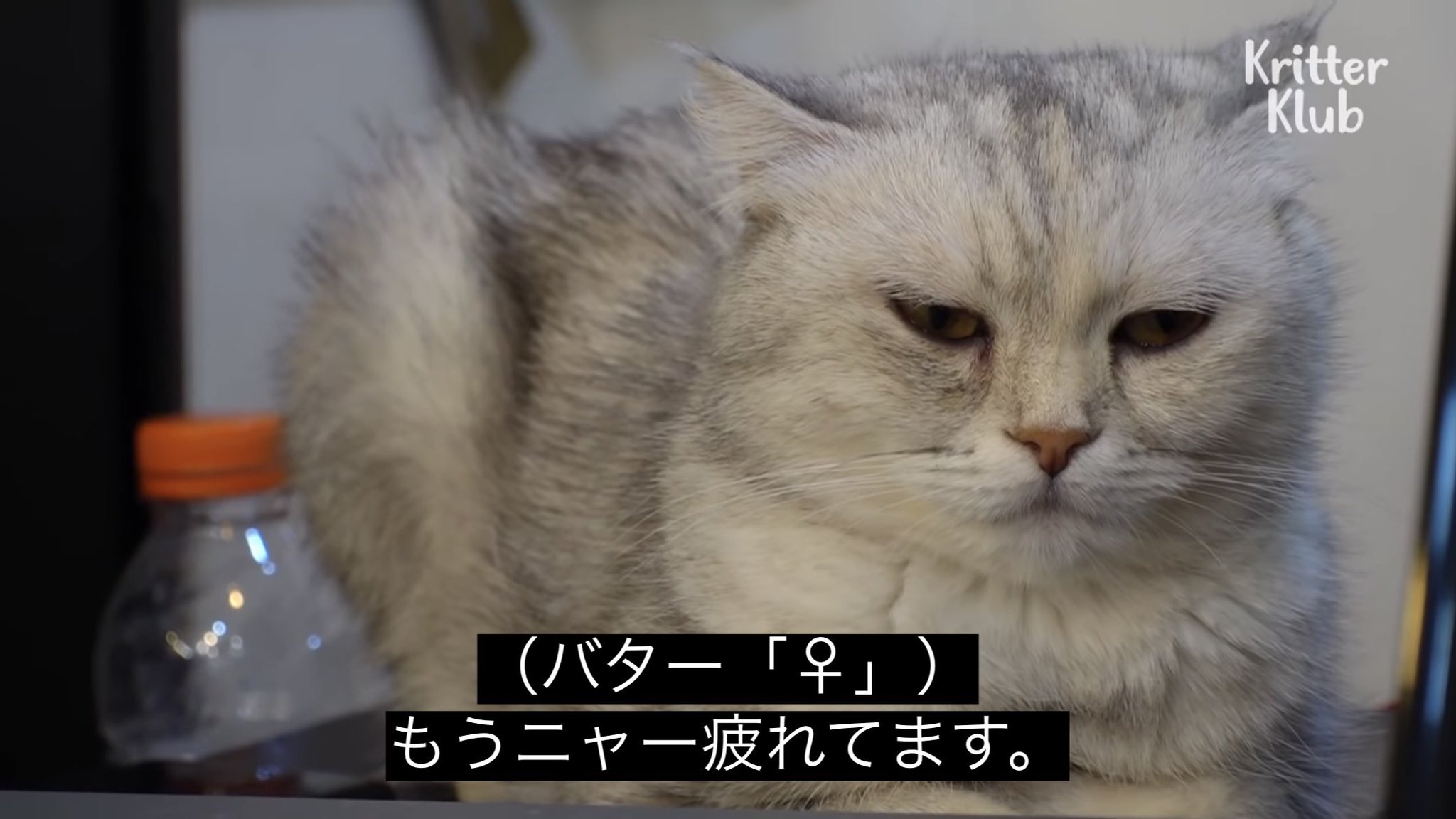 よよになりますので、他の方は購入しないでくださいm(_ _)m FKB6XpNagAEMm63.jpg:large