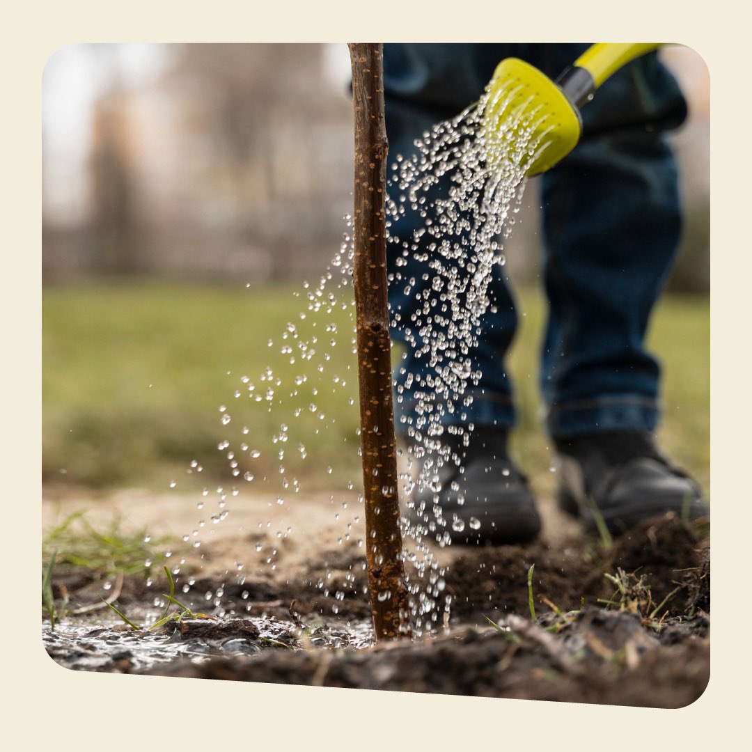 beamhr_'s tweet photo. We did it! With @bosplus, we’ve planted 111 trees in Ostend, dedicated to the freelancers we’ve worked with last year and partly donated by our dear network

A heartfelt thank you to everyone who has contributed to this slice of nature 🌳

#treeplanting #bosplus #balancehr https://t.co/pD1ZRU6qCV