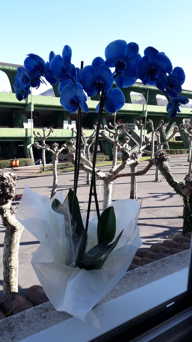 HipodromoSnSn's tweet photo. La Asociación de Comerciantes  Aterpea, de Lasarte-Oria,nos ha obsequiado con esta preciosa orquídea por nuestra colaboración en el spot que  grabaron en el Hipódromo en otoño.
Mila esker bihotz bihotzez.
#aterpea
#lasarteOria https://t.co/ZcV0C8ngXw