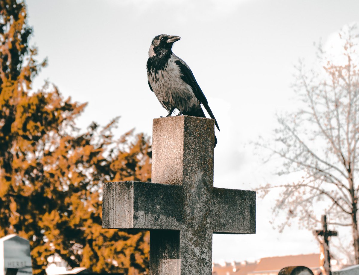 NorthGravy's tweet photo. DEATH GIRL BY EMMA FINLAYSON-PALMER (@FinlaysonPalmer) - https://t.co/VwnsKqcyDN - "Brilliant character and voice in so few words. The physical and internal struggles are perfectly balanced." - @JonnySyer - #KidLit #WritingCommunity https://t.co/RwqP6RN6lp