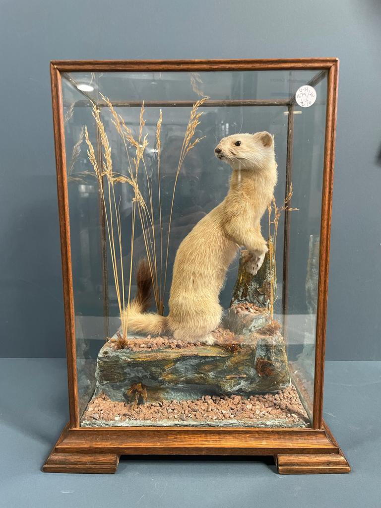 VicMillAntiques's tweet photo. With 60 dealers there’s always new stock coming in. #observerbooks #mannequin #binnacle #taxidermy #vintage #luggage #cases #retro #antiques #retro https://t.co/NW0i2bPx72