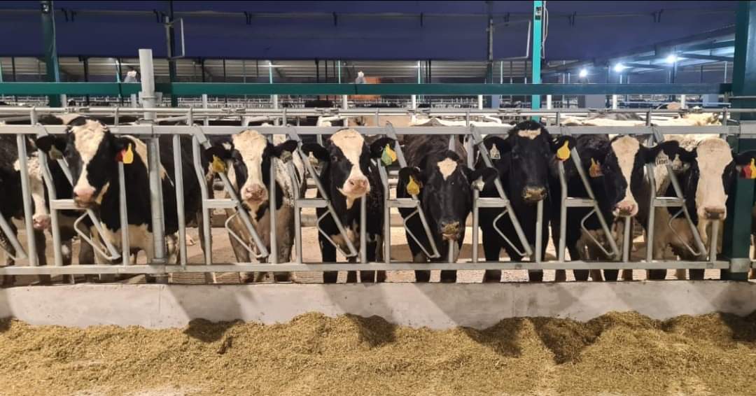 Largest single consignment of #US dairy cattle to #Pakistan: 3,200 head of 🇺🇸 dairy cattle arrived in #Karachi, then to several dairy farms in Punjab province. These high-yielding #American cattle will enhance 🇵🇰’s dairy herd productivity, boost national food security.