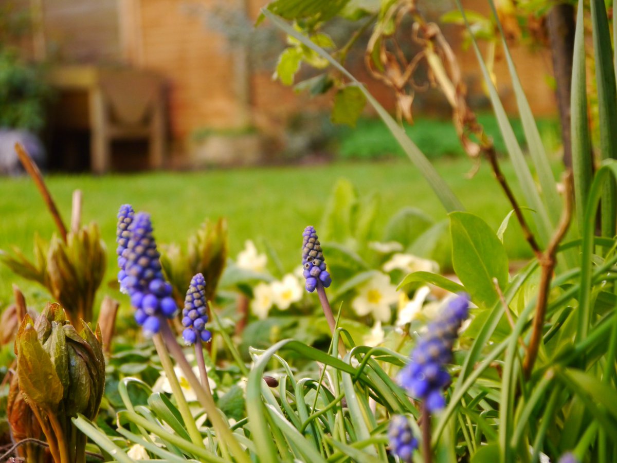 So many little jobs to do around the house, the garden is getting a little neglected. I can’t seem to find the time or the energy to do much at all. Photo from last year, the garden is covered in leaves at the moment