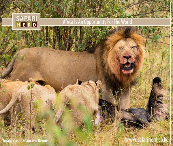 SafariHerd's tweet photo. There’s nothing better than an #Africansafari surrounded by wild animals! A continent full of smiles, #incrediblepeople, #breathtakinglandscapes, and remarkable #wildlife. A unique biome that blend together in a melting pot of aromas, colors and senses. https://t.co/PxtpSvLR9Z https://t.co/O3miDTD6RO