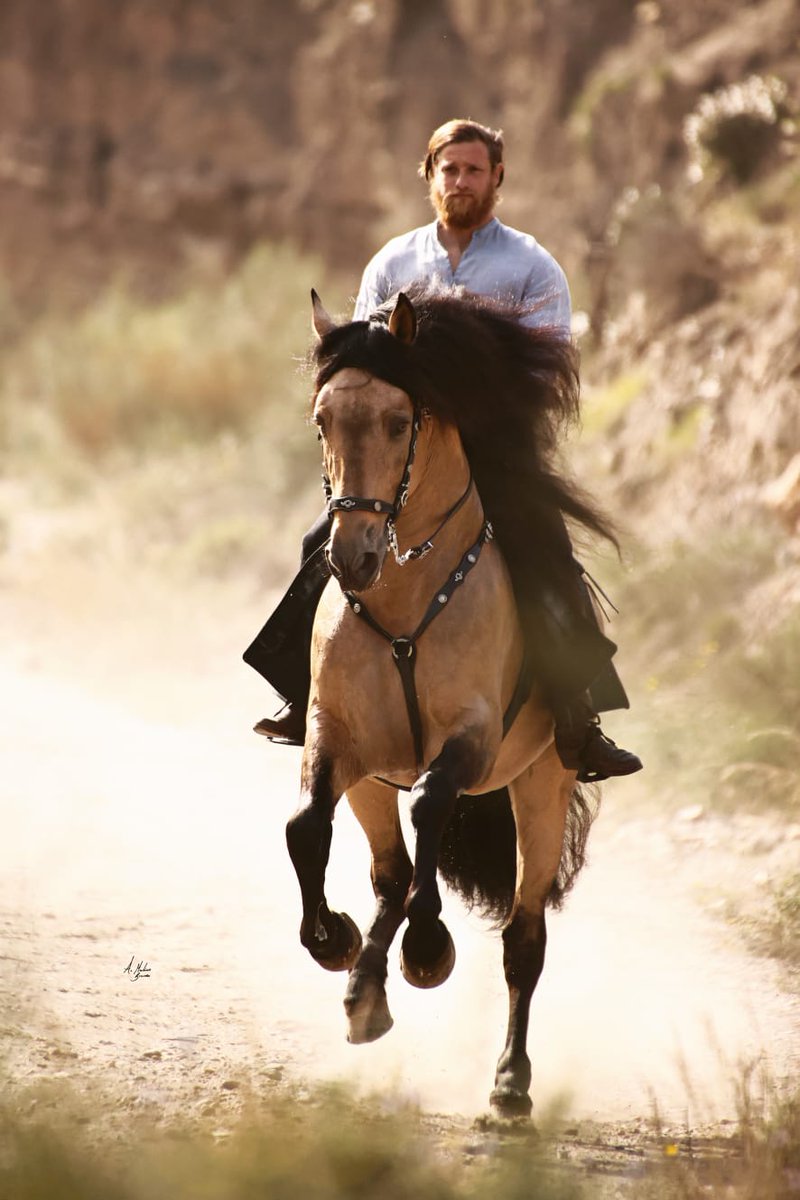 yeguadadimoba's tweet photo. Gádor DM y Arturo, jinete de Yeguada Dimoba 🔸
Nuestro semental, ha dado ejemplares muy buenos de capas bayas, castañas y perlas de muy buena calidad. Gádor es uno de los caballos bayos más equilibrados, con la nobleza y entrega del caballo PRE 😍
#sementalPRE #caballobayo https://t.co/zF1ZHTA4N0