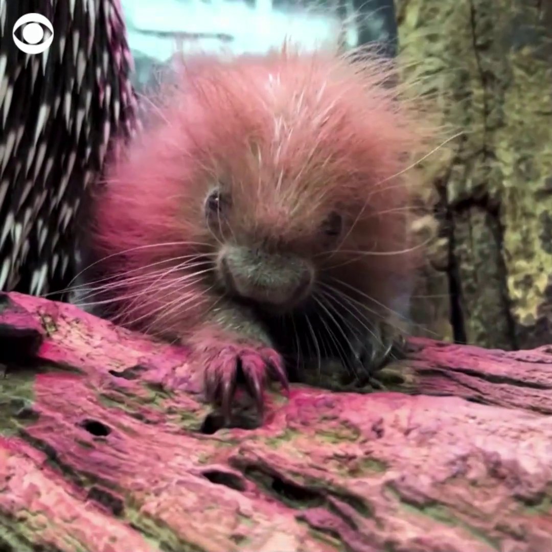 "LOOKIN' SHARP" Meet the newest porcupine at the Smithsonian's(01)