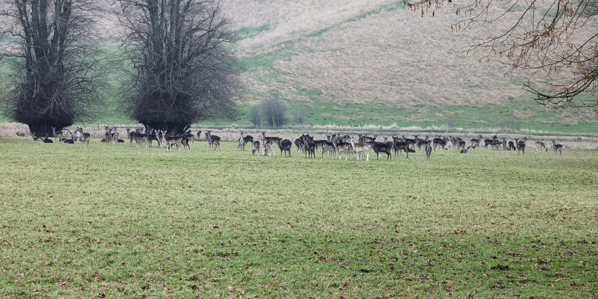 Bumped into this beauties yesterday during my run through the <a href="/nationaltrust/">National Trust</a> Ashdown House

I've never seen this amount of deer in one place before. It was a nice surprise.
•
•
•
•
•
#nationaltrust #running #deer #run #outdoors #landscape #landscapephotography #instarunners