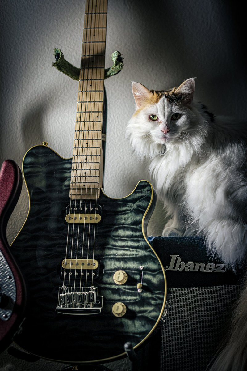 sorcerer600's tweet photo. 2022-01/25 自宅警備員紹介
中途採用でやってきた長毛で三毛猫の『ラムちゃん』🐈‍⬛

多分ですが、ノルウェージャンフォレストキャットと日本猫のハーフかと本人は言ってますが、やたら寒がりで夜は僕の布団に潜り込んで来ます🐾

チュールを見せるとバーサーカーに変貌するので要注意です✨ https://t.co/suqM8WF5mm