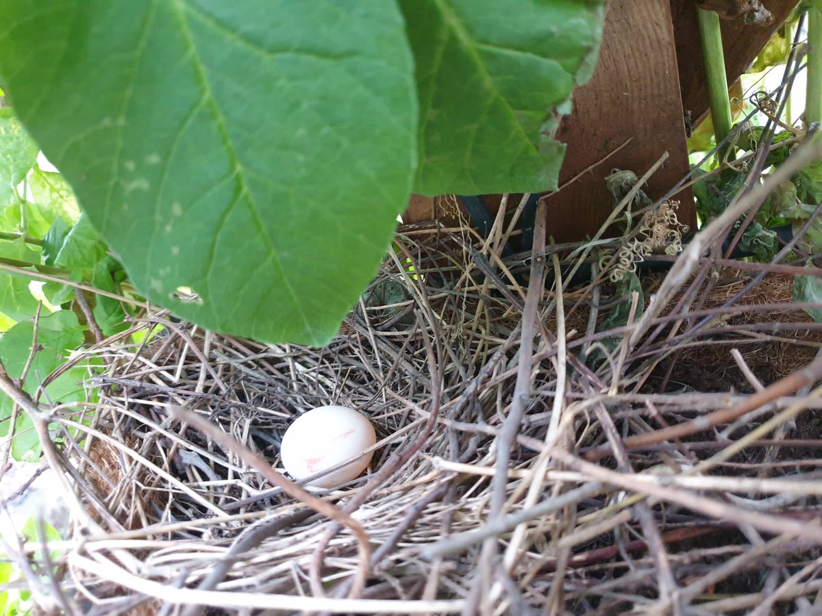 SquirrelCrochet's tweet photo. #Winterwatch #BigGardenBirdWatch collared doves have already laid an egg https://t.co/mrYZc4eMr2