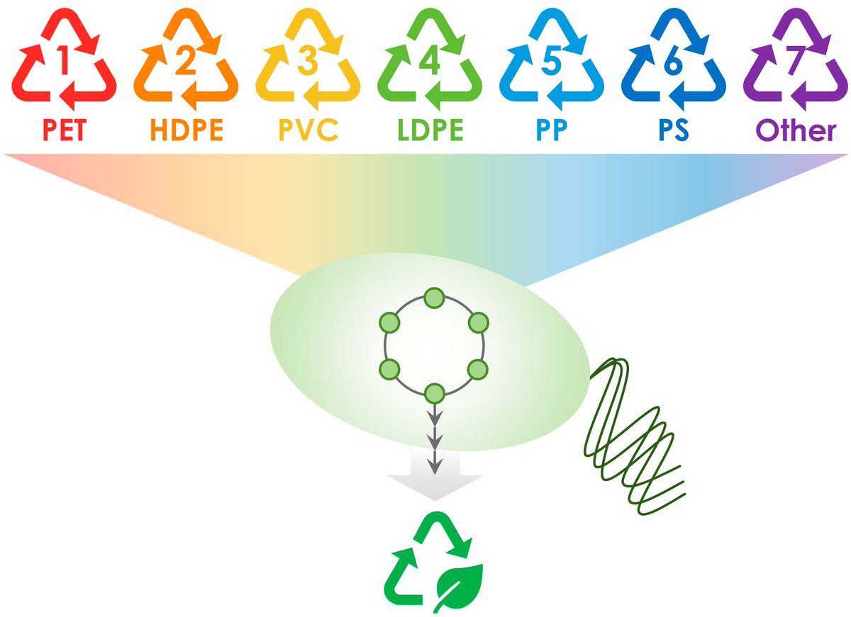CIB_CSIC's tweet photo. Dr. Isabel Pardo participates in the #CIB4Future Seminar Series next Jan 27.
Isabel works at @CIB_CSIC and will talk about engineering #bacteria for bioconversion of conventional #plastic wastes and production of sustainable polymers, as an approach towards circular bioeconomy. https://t.co/G4CrafMIp8