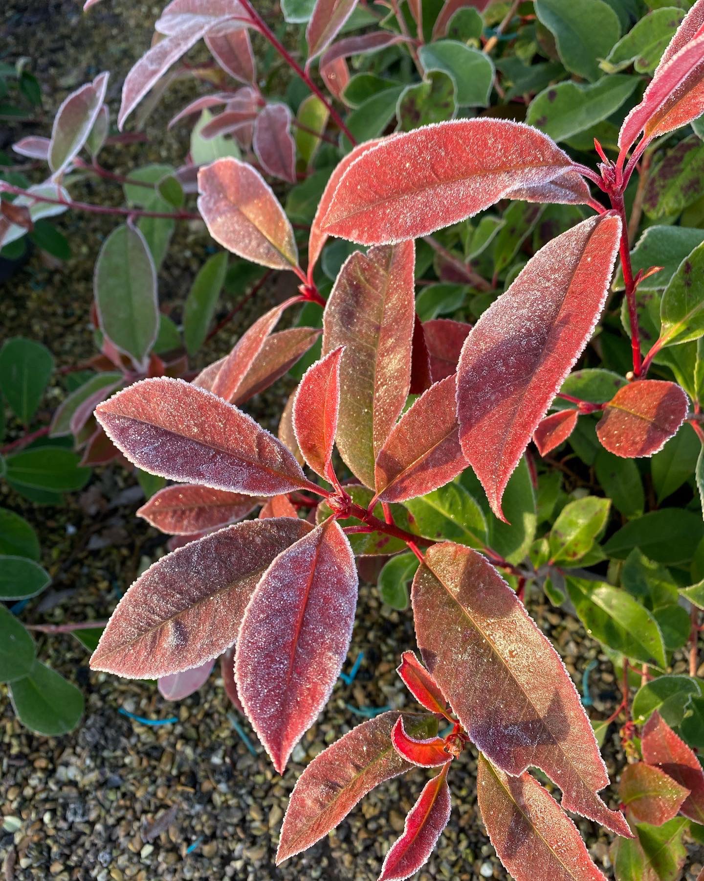 Crowders Nurseries (CrowdersNursery) / Twitter