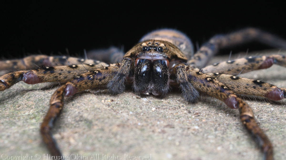 昼杉 起太 Hirusugiokita Twitter