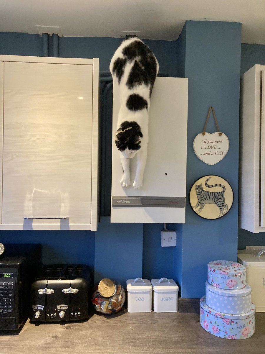 SeussCat157's tweet photo. #blackandwhitecats ooh this boiler is just so warm https://t.co/HfTfrz03iY
