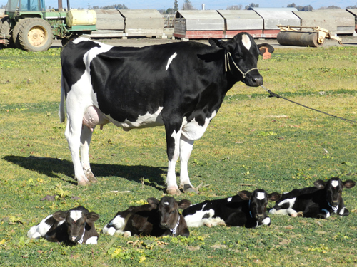 AgribusinessZim's tweet photo. Cow gives birth to Quadruplets in Texas USA!

The odds of this happening is 1 in 180 million cows.

#agribusinesstalk https://t.co/mWHA9Y0TOm
