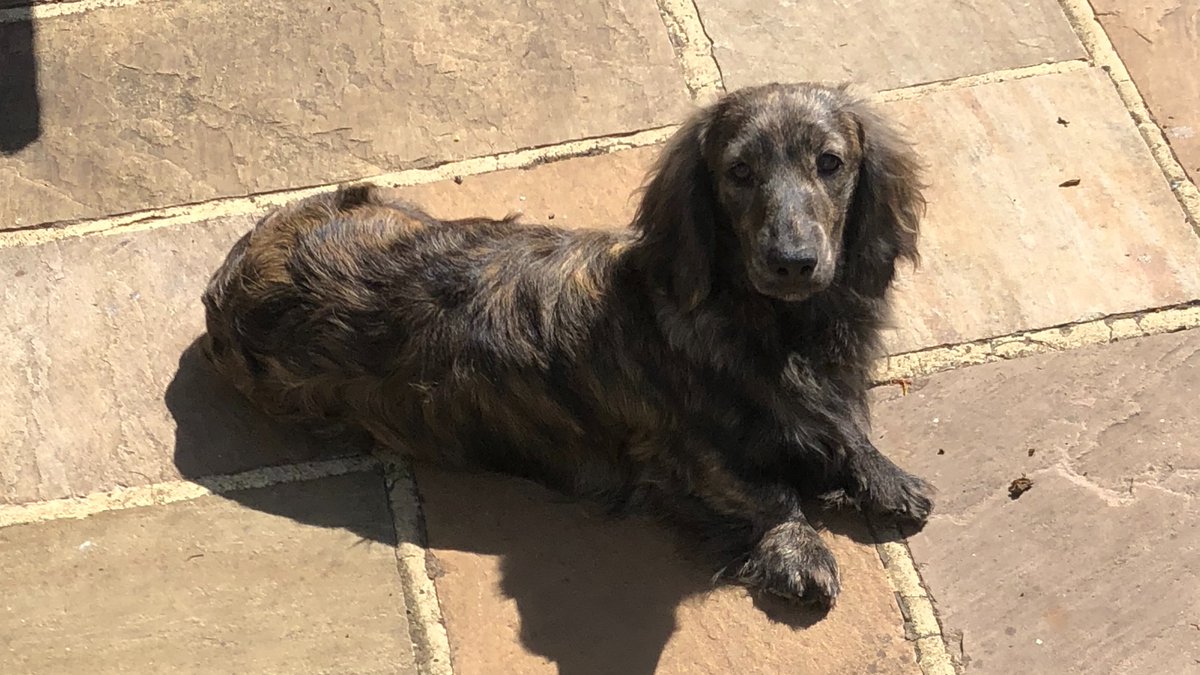 #dogsoftwitter say hello to Rocket the Dachshund 🚀 He loves peanut butter, destroying all of his toys, meeting new friends DogFest and his twin brother Dobby 🥰