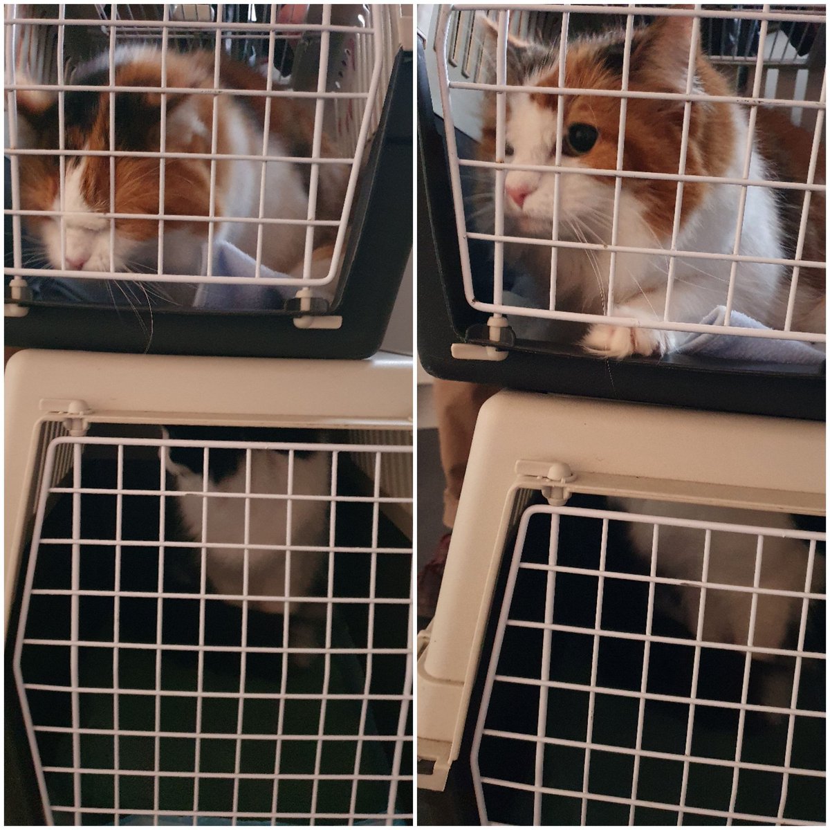 MargLloyd's tweet photo. Bertie & Sukie off to the #QuarryVets this morning. Both need dentals following their annual #checkup A very stressed Margy π« #AdoptDontShop #rescuecats #CatsofTwittter ππΎ https://t.co/0EQAjk2j8K