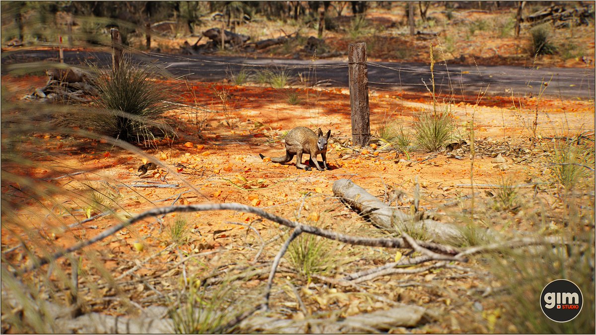 GiManimations's tweet photo. #wallaby #animalia #gameart #UnrealEngine #unity3d https://t.co/0M2nVQ2Yp0