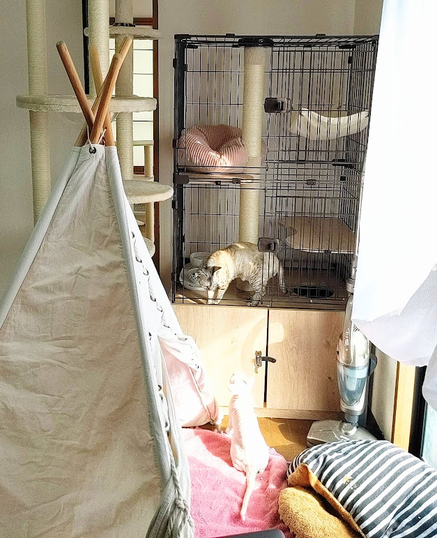 ケージはいるか？いらないか？ 

blomstradevon.wixsite.com/blomstradevonr…