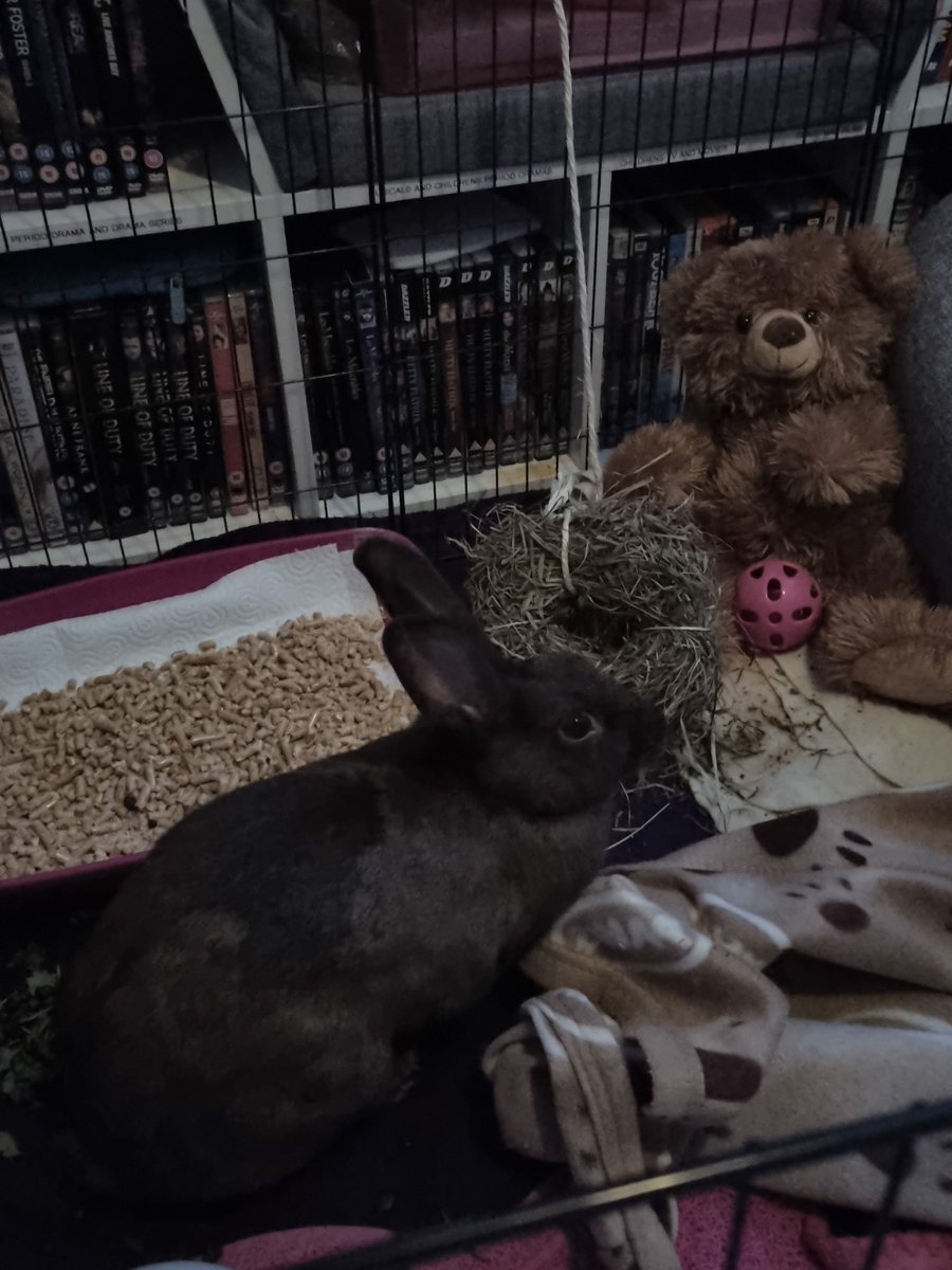 Morning update on my maiya ! I'd like to thank the staff of <a href="/CCVets1/">Companion Care Vets</a> Ashford for the amazing service they gave my rabbit yesterday she had her op and got her home and she started pooing weeing eating and drinking straight away without fail! thanks once again!