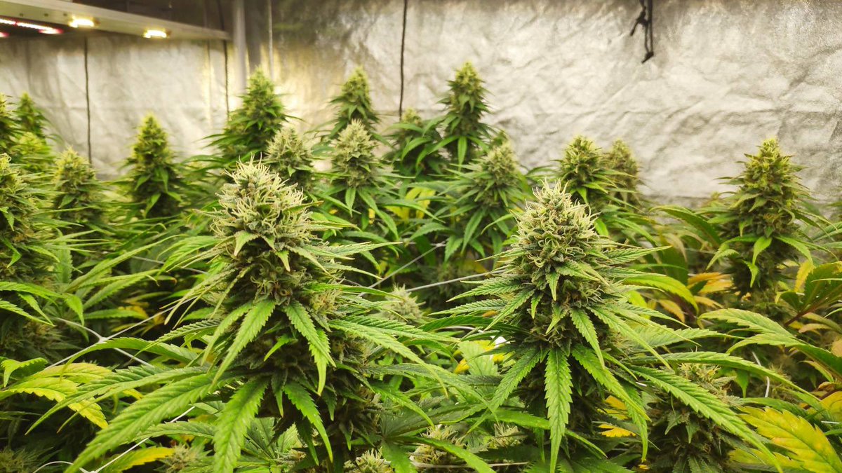 La Sagrada Maria Club tweet media