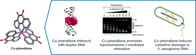 Check out this new article on the interaction of copper and silver complexes with DNA, with great contributions from some NATURE-ETN members

nature-etn.eu/2022/01/25/new…

doi.org/10.1007/s00775…