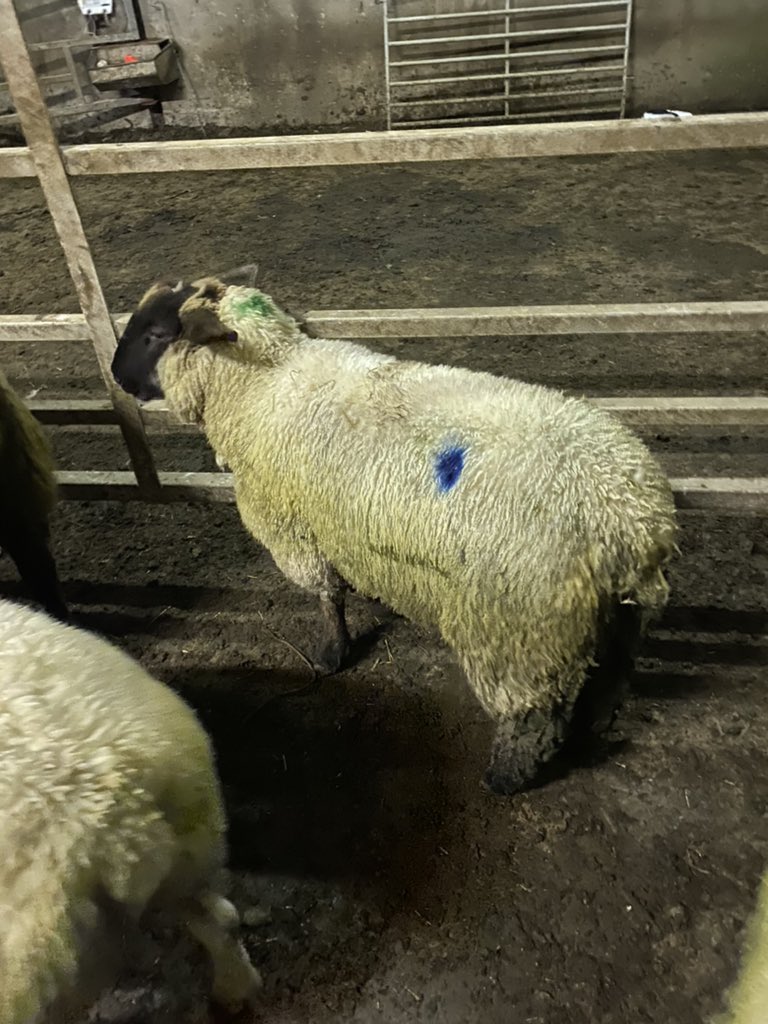 LeightonOliver's tweet photo. Our babies are having babies😀😀 4 of our Ewes are having 7 lambs 💙Roll on March😍😍 Follow their progress on Instagram @hope_and_the_lambs #springiscoming #lambsofinstagram #hopeforhope https://t.co/mL5p2V4KSP
