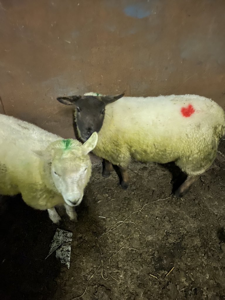 LeightonOliver's tweet photo. Our babies are having babies😀😀 4 of our Ewes are having 7 lambs 💙Roll on March😍😍 Follow their progress on Instagram @hope_and_the_lambs #springiscoming #lambsofinstagram #hopeforhope https://t.co/mL5p2V4KSP