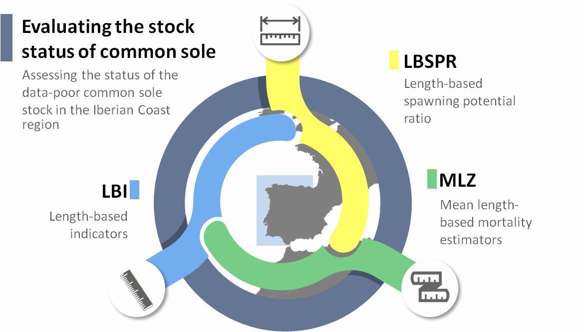 MERVEXgroup_IEO's tweet photo. At @project_impress, with @IIM_CSIC + @ipma_pt, we have analyzed the status of sole in ICES 8c9a areas using 3 size-based methods:
1⃣ #LBI, Length-based indicator
2⃣ #LBSPR, Length-based spawning potential ratio
3⃣ #MLZ, Mean length-based mortality
https://t.co/r7kP18DCU6 https://t.co/Eqtm2vVqK0