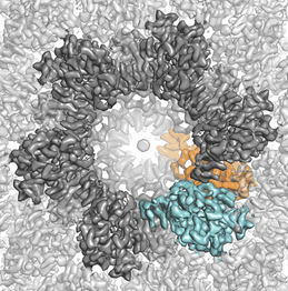 EMDB_EMPIAR's tweet photo. https://t.co/Ofl9Pgf5Lb explores high-resolution cryo-ET and subtomogram averaging capabilities of contemporary direct electron detectors by @SchurLab and published @biorxivpreprint (https://t.co/p4lwF0rGEN). #AnotherWeekAnotherTomo #EMDB_EMPIAR https://t.co/X6TpY7GvLA