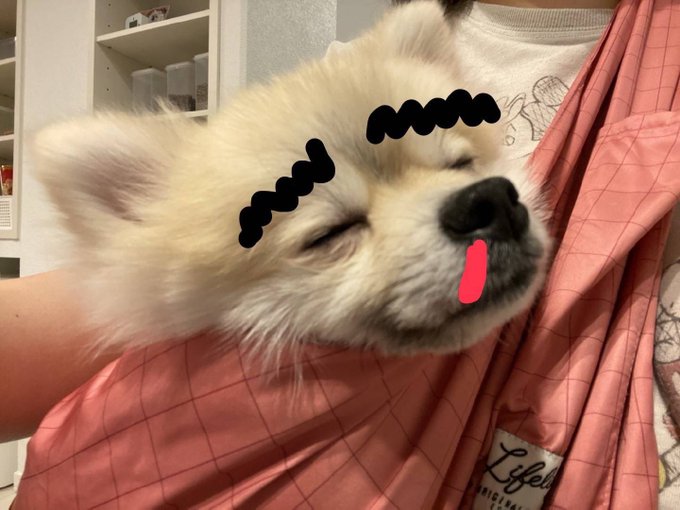 眉毛犬のtwitterイラスト検索結果