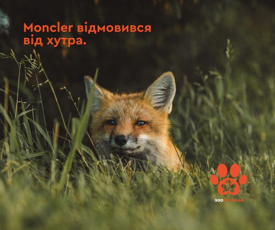 ZooKyiv's tweet photo. Вітаємо бренд Moncler і закликаємо вас обирати лише гуманні матеріали! https://t.co/14gNDO4py7