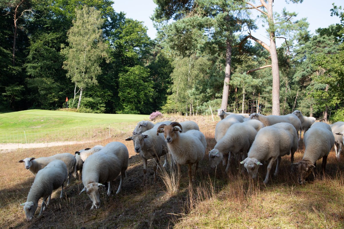 GEO Foundation for Sustainable Golf tweet media