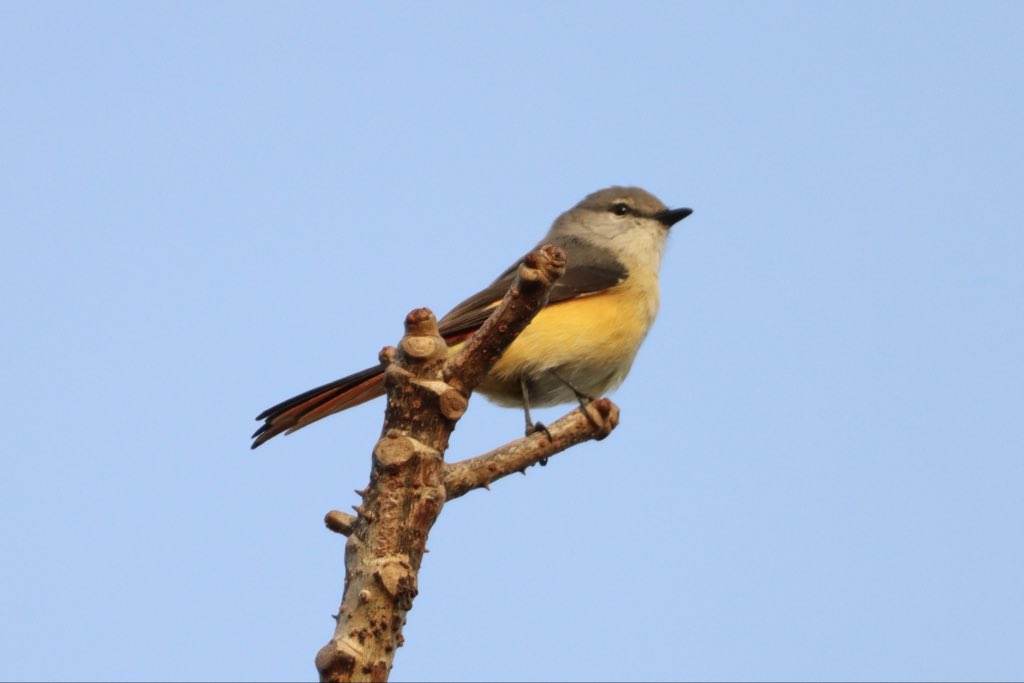 Grey chinned minivet.
#birding #birdsofgoa #birdphotography #canonphotography #IndiAves