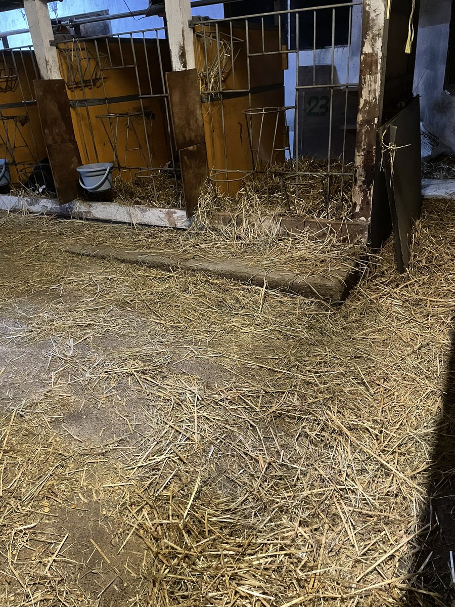 8IyR8hEj1X8noZl's tweet image. 今日無事に大福丸を市場に送り出しました。
処理室からすぐのペン。哺乳バケツを持って扉を開けると早くミルクくれーとわちゃわちゃしてたのがいなくなって寂しい🥲
でもなんとか元気にして行ってくれたからホッとしてます。
あと1頭伊之助くんも頑張って育てます💪