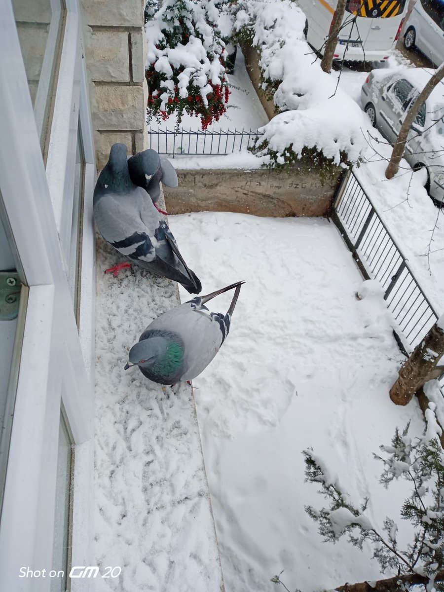 forumsahadan's tweet image. DİLSİZ DOSTLARIM MİSAFİRLİĞE GELMİŞ KARINLARINI DOYURDUM 😊😊😊😊😊😊😊😊😊😊