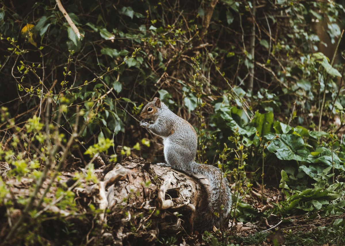 Are you planning on a winter walk this weekend, taking in some of the 11 miles of the World Heritage Site? You never know who you might spot along the way!