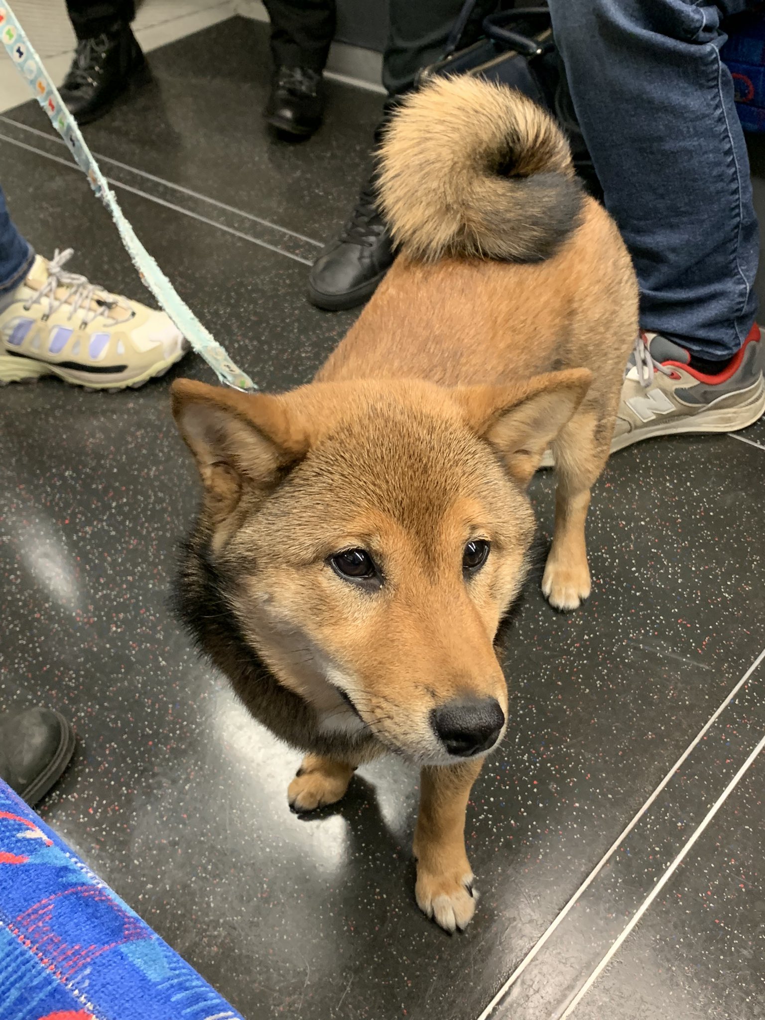 𝖸𝗈 𝖮𝗄𝖺𝖽𝖺 いま地下鉄車内で柴犬ミックスっぽい犬がいて可愛い ロンドンの公共交通機関は犬同伴ok ロンドン散歩 T Co Pom1pxu5kq Twitter 𝖸𝗈 𝖮𝗄𝖺𝖽𝖺 いま地下鉄車内で柴犬ミックスっぽい犬がいて可愛い ロンドンの公共交通機関は犬同伴ok ロンドン散歩 T Co Pom1pxu5kq Twitter