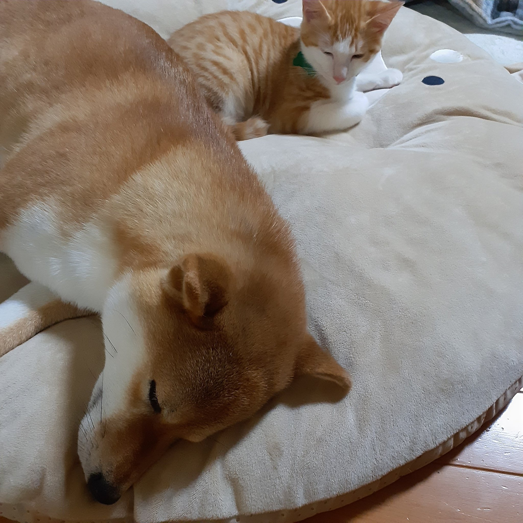 柴犬あん 猫のレオン Ann Shiba0328 Twitter