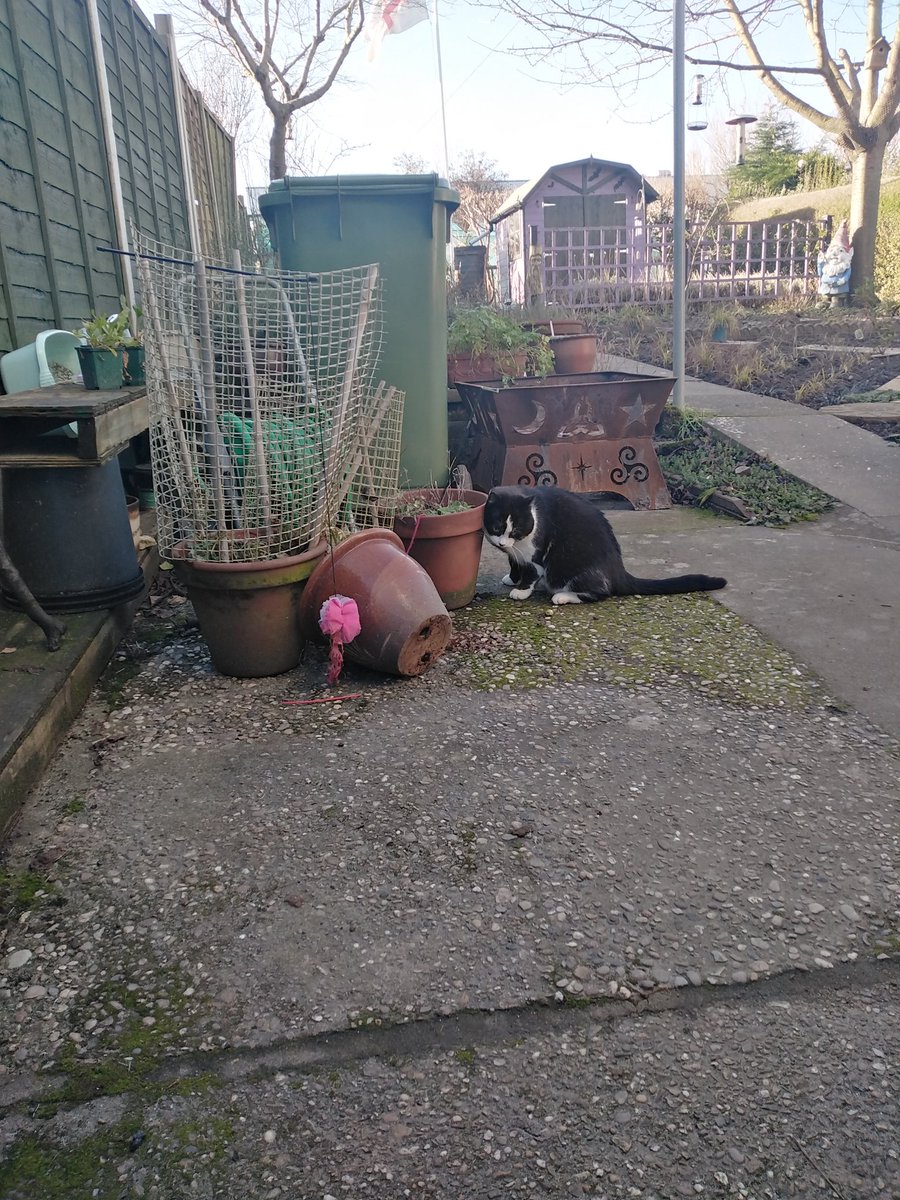 LecatSparky's tweet photo. Your pot saw me and fell over! I solemely swear that I was definitely not up to no good mum! #CatsOfTwitter https://t.co/1c9qFofLGZ