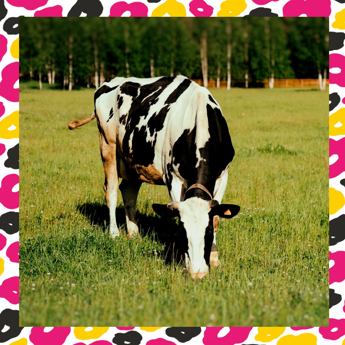 eleveursdb's tweet photo. Pourquoi le lait de nos petits-suisses est aussi bon ?
Parce que nos vaches sont super gourmandes de l’herbe #normande ! 🌱
L’alimentation à l’herbe des vaches laitières permet d’avoir un lait faible en acides gras saturés et avec des bons apports en oméga 3 et  vitamine A ! 🥛💪 https://t.co/PCnhZK3DJG