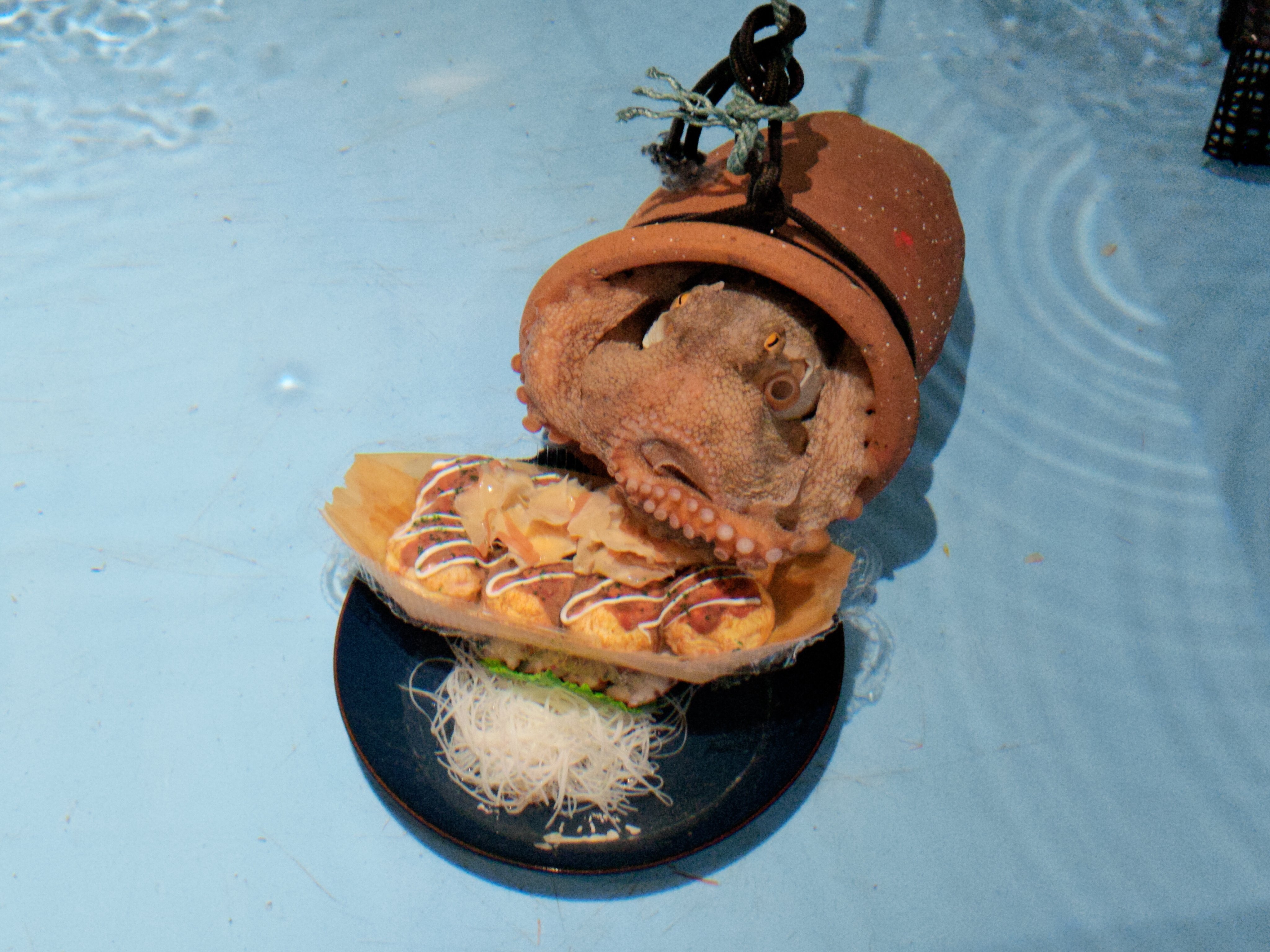 夢海 563魚種食べた人 本当にあったスゴい話 水族館がオニカマスを搬入したとツイート 有識者が 別種 ヤシャカマス ではないかと指摘 水族館側が 年に日本で初めて確認されたばかりの種であるヤシャカマスと確認 魚界隈盛り上がる Twitter