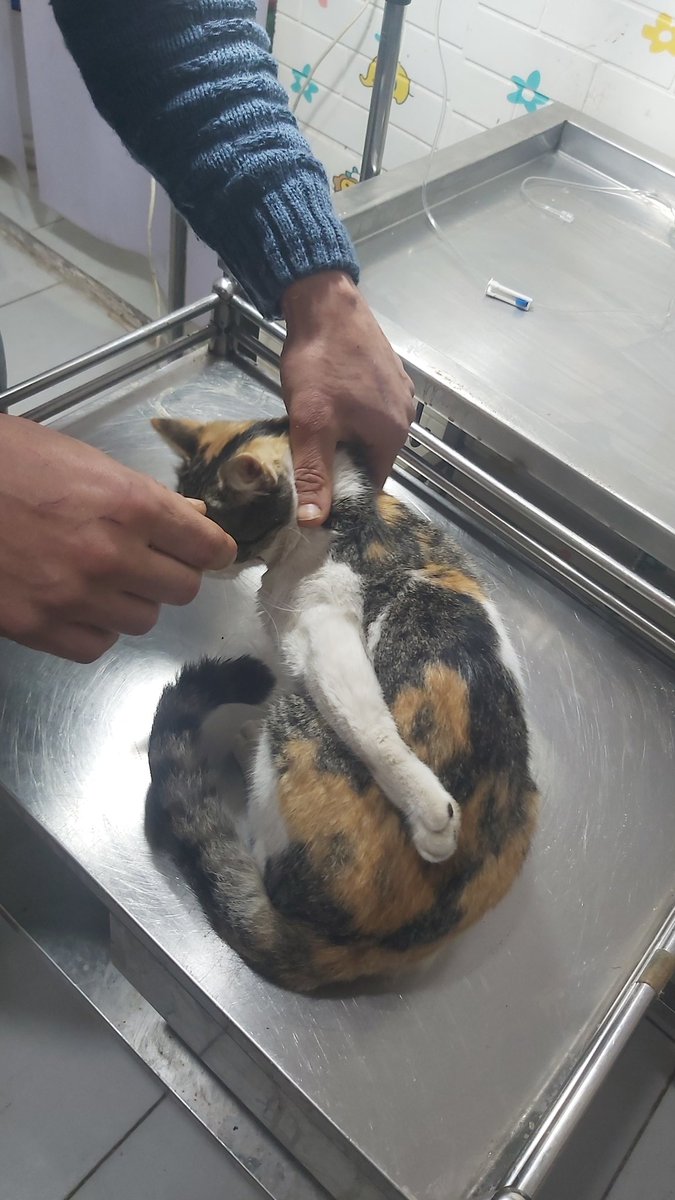 helpcatsmsallam's tweet photo. I received this cat..I noticed that there was a problem with his hand,and I thought it was broken..I took him to the vet..He said that his hand was broken in the past and it was completely healed but wrongly and he adapted to it
We gave him the necessary vaccinations and medicine https://t.co/dOUEqfSxdc