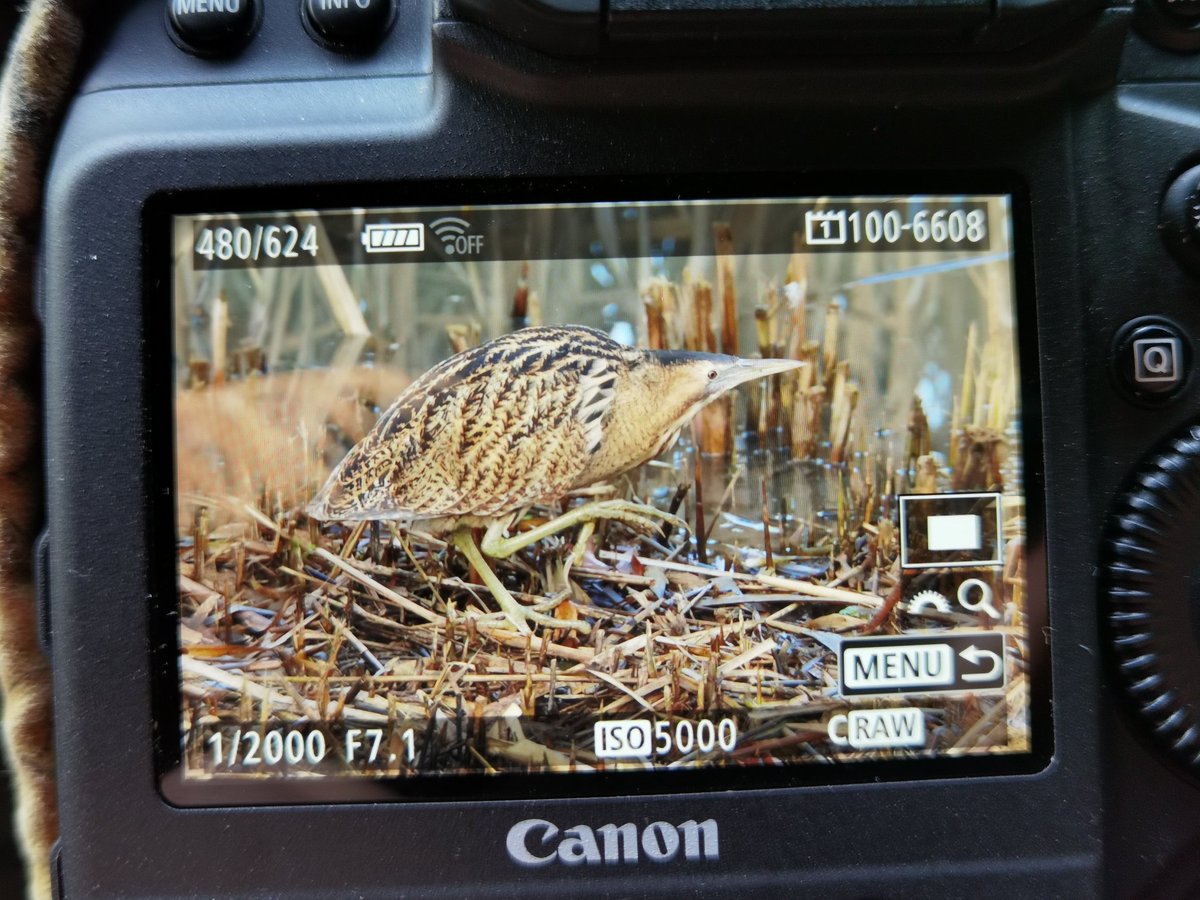 alanbryant123's tweet photo. Bittern infront of the Zeiss Hide @WWTSlimbridge @slimbridge_wild @GlosBirds https://t.co/cJnTiN4tZJ