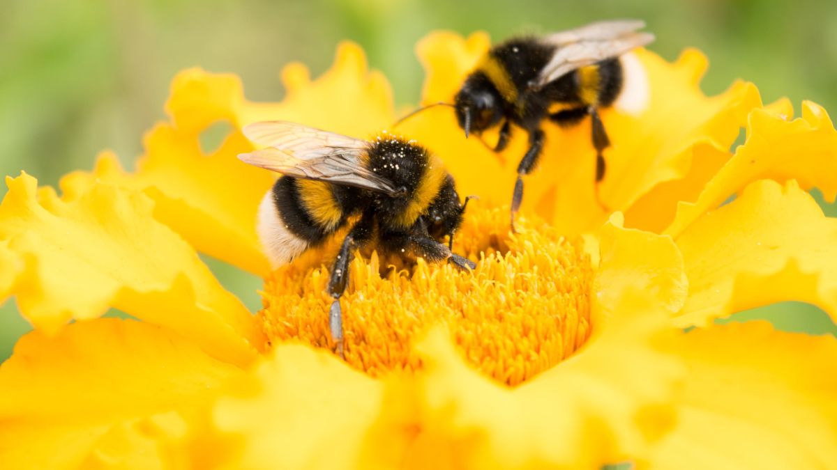 BuzzyBeesHive's tweet photo. Honey Bee’s wings stroke 11,400 times per minute, thus making their distinctive Buzz and we love it #NFTCommunity!! ❤️🐝

✅More facts about Bees here-->
https://t.co/cnHhwHHqJ9 

#NFTs  #NFTArt https://t.co/qUOBO8wBYt
