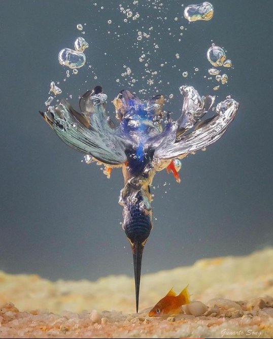 Navreet41389354's tweet photo. #NaturePhotography 
Spectacular shot of kingfisher hunting!!! https://t.co/kIOegc0imm
