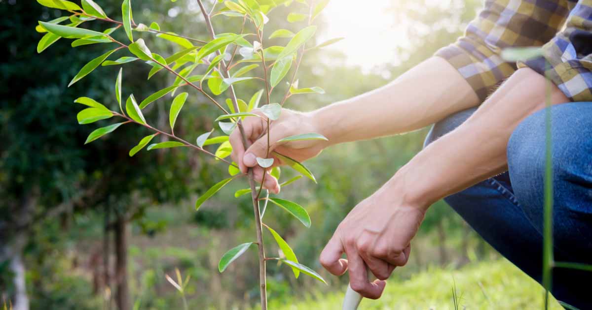 CambridgePPF's tweet photo. Plant a #tree at Wandlebury to help us expand the park &amp; create a #Cambridge #nature network. Sat 29 Jan/Tue 1 Feb/ Sat 5 Feb 10.30am - 1pm More details on this and other events by @CambridgePPF https://t.co/qPkJjeC2by
@BBCCambs @CamWhatsOn @VisitSouthCambs https://t.co/Unf3EZo90A