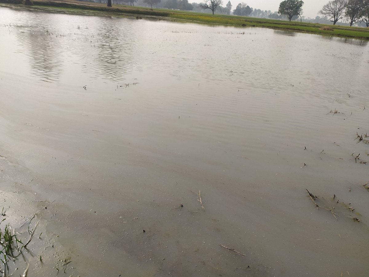 ydv_ramesh_'s tweet photo. ग्राम-धुसुरी खुर्द,पोस्ट-उदयराजगंज,जिला-सिद्धार्थनगर उत्तर प्रदेश में भारी वर्षा के कारण किसानों क��� गेहूं की फसल डूब जाने के कारण काफी अधिक नुकसान हुआ है अतःसरकार से हमारी यह निवेदन है कि किसानों की मदद करें।@myogiadityanath @myogioffice @Uppolice @dmsid1  @siddharthnagpol https://t.co/YDRsc0t7Ah